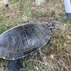 Free Turtle