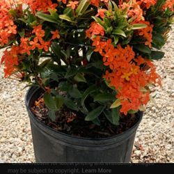 Ixora Plants