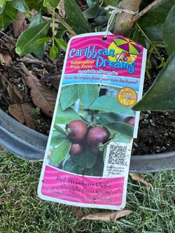 Strawberry Guava Tree