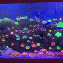 Decoration Torches Coral