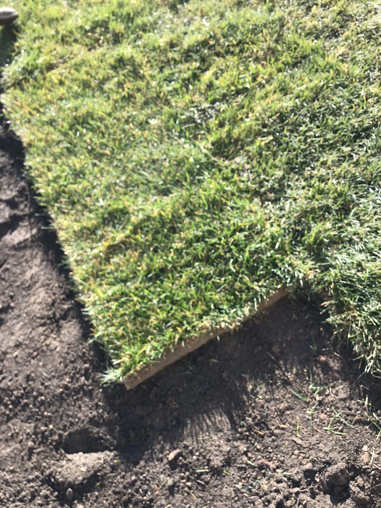 Fresh Sod