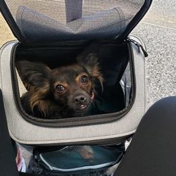 Airport Approved Pet Carrier (Backpack & Roller)