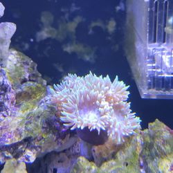 Iso Frags