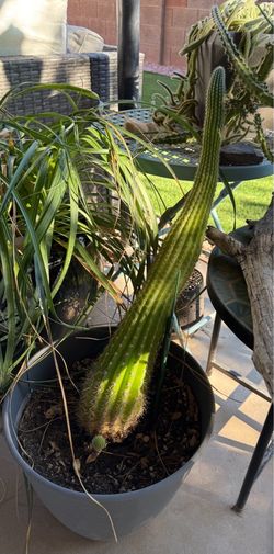 Cactus