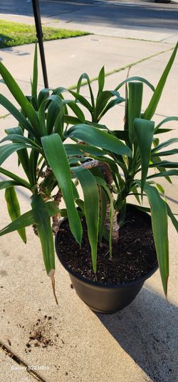 Yucca Plant