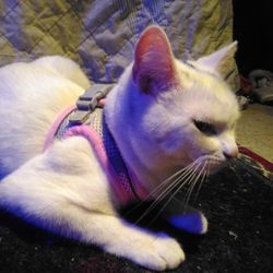 XS Pink & Gray Small Animal Harness
