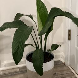 Peace Lily