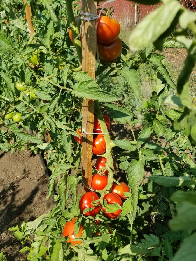 Tomatoes