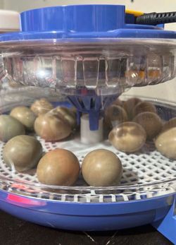 Pheasant Eggs
