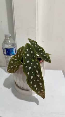 Begonia Makulata / Polka Dots Begonia