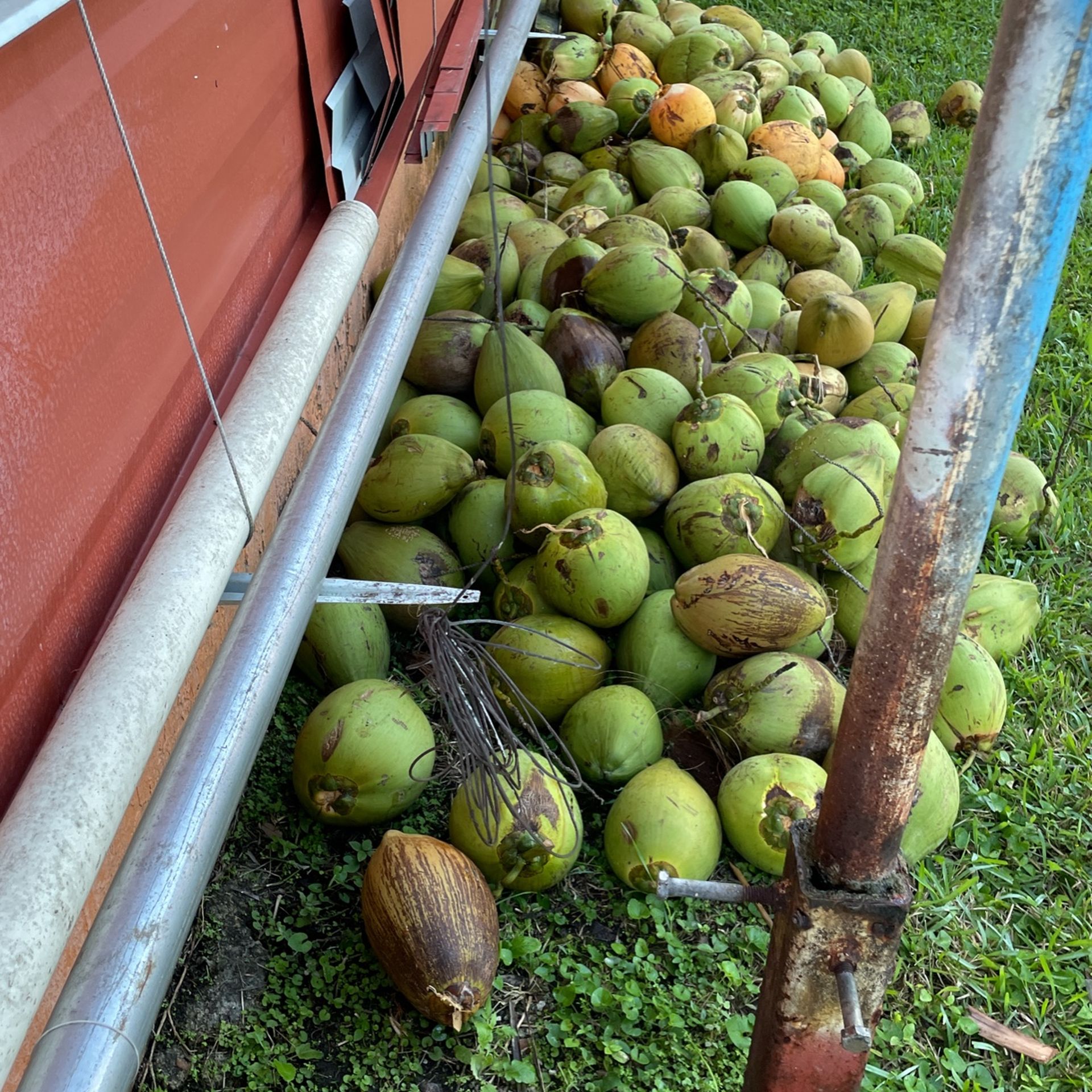 Venta De Cocos