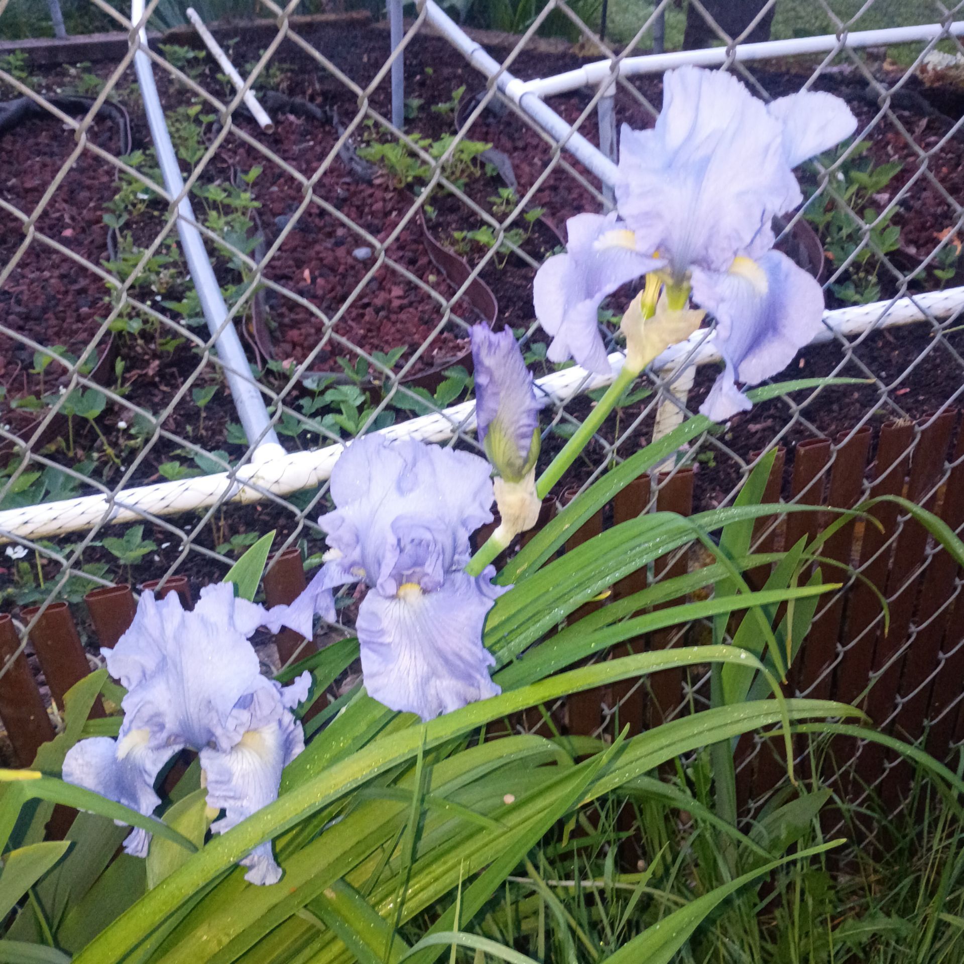 Hybrid bearded iris