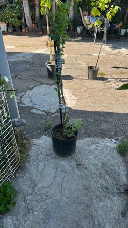 Guamuchil tree
