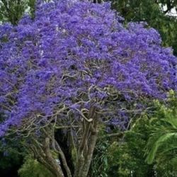 Jacaranda Trees $40 Each Price Firm