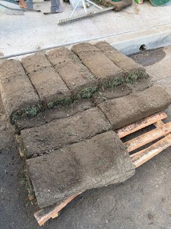 Grass sod
