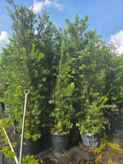 podocarpus About  8  feet tall Instant Privacy Hedge For Fence Green Full