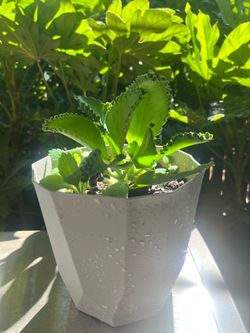 Mother of thousands