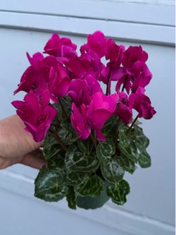Cyclamen plant