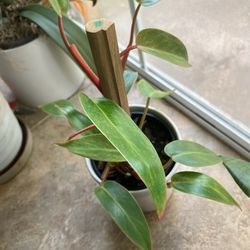 Philodendron Painted lady