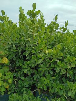 Huge clusias about 7 feet tall instant privacy hedge for fence