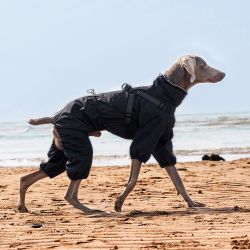 Full - Body Dog Raincoat with Adjustable Straps: Waterproof, Multi - Color