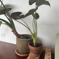 Elephant Ear Plant 2ft Tall With Pot 