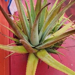 Aloe Vera 