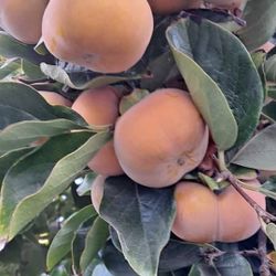 Variety of Fruit Trees 