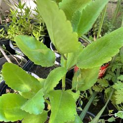 Calanchoe