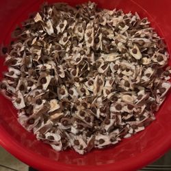 Moringa Seed