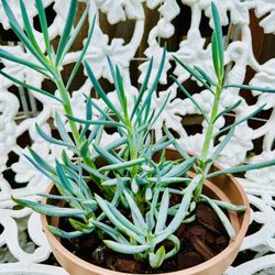 Senecio/Blue Sticks Succulent Plants 