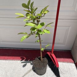 Healthy Thai Guava Fruit Tree Plant