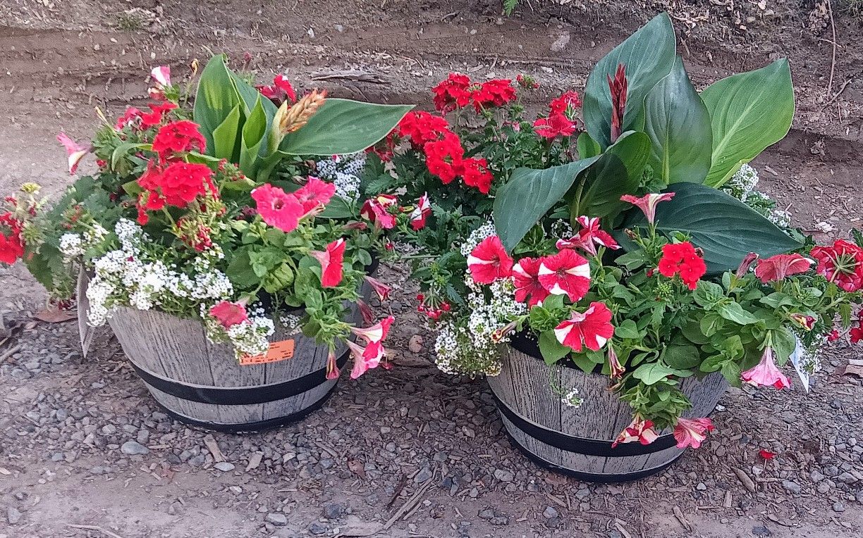 Lg Flower Pots 