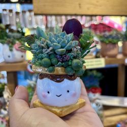 S’more Succulent Arrangement 