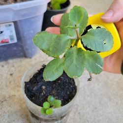 $10 Kalancho Plant In Recycled/Upcycled Plastic Container  W/ Glass Vase