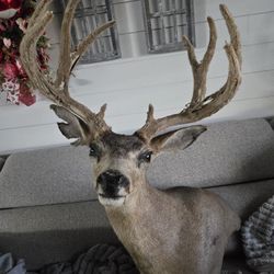 Velvet Mule Deer STUNNING 