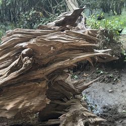 Huge Piece Of Drift Wood