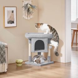 Light grey cat Kondo 592653