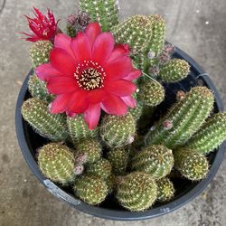 Blooming Cactus Plant, In 1 Gallon Pot Pick Up Only