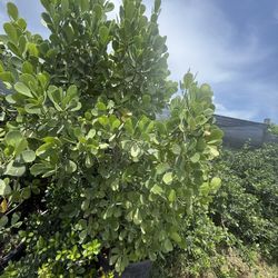 Espetaculares plantas de clusias de 25 galones