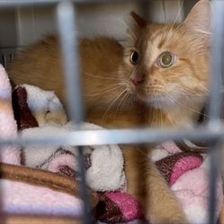 Free Long Hair Female Orange Tabby