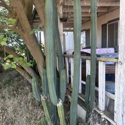 San Pedro Cactus Cutting