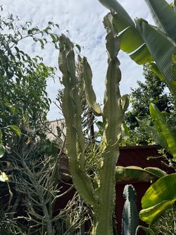 Large 8 ft Variegated Euphorbia Ammak Cactus