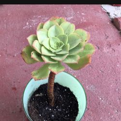 Succulent 