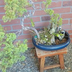 Bonsai Plants 