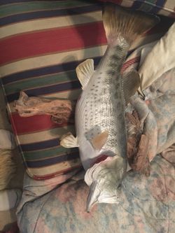 Connecting mounted small and large mouth bass and bluegill