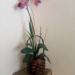 Orchid plant