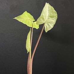 Syngonium podophyllum, 