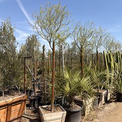 Paloverde tornless 24 gal