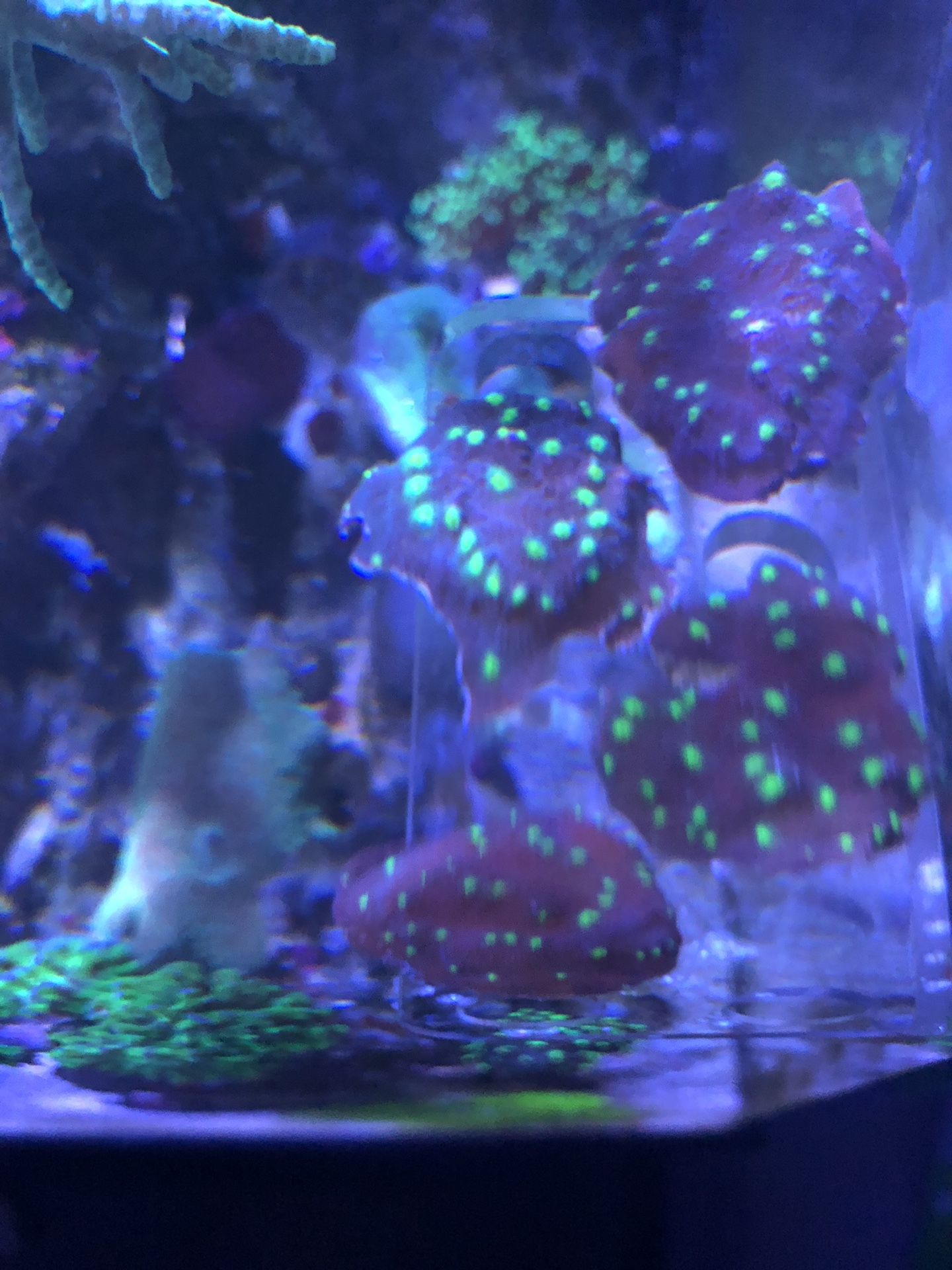 Hollywood Stunner Chalice coral frags